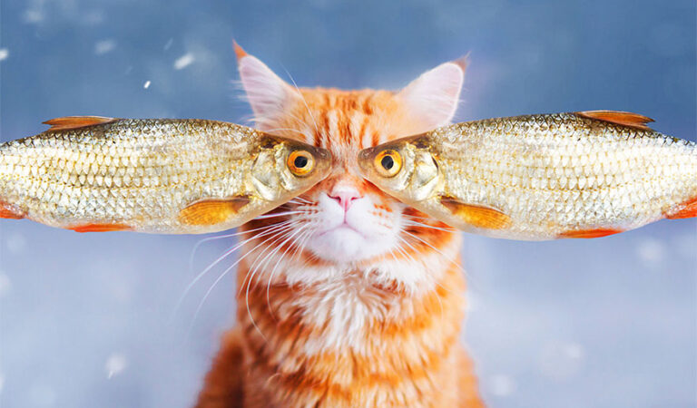 28 Perfectly Timed Photos That Will Make You Look Twice