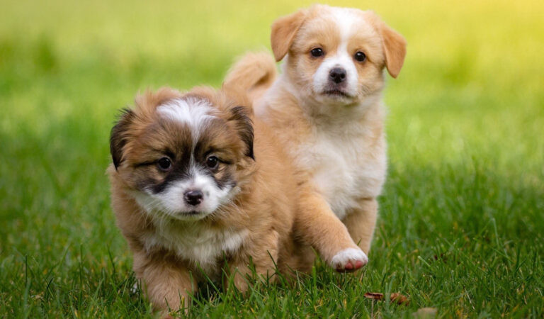 13 Tiny Dog Breeds That Will Absolutely Melt Your Heart